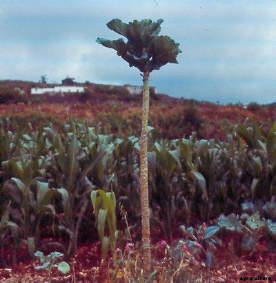 What Is Walking Stick Cabbage: How To Grow Walking Stick Cabbage