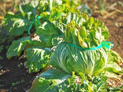 Tying Up Cabbage Leaves: Do You Have To Tie Up Cabbage Heads