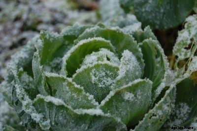 Winter Cabbage Info – How To Grow Winter Cabbage Plants