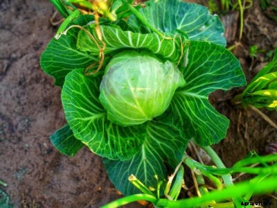 Cabbage Head Splitting: Fixes For Splitting Cabbage Plants