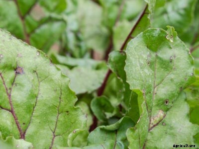 White Spot Fungus: Control Of Leaf Spot In Cruciferous Vegetables