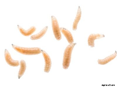 Information About Cabbage Maggot Control