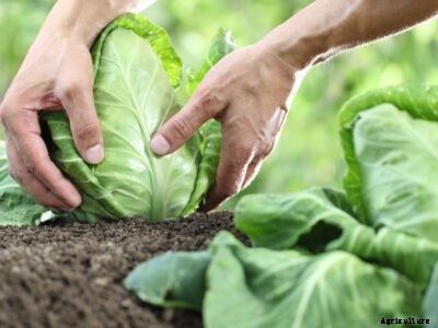Cabbage Harvest Time – Information On Harvesting Cabbage