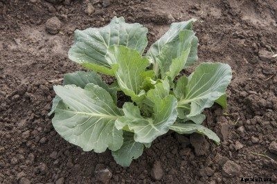 Possible Reasons Why Cabbage Won’t Form A Head