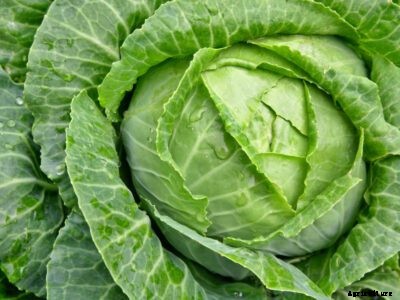 Tips To Control Cabbage Maggot In The Garden