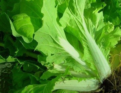 Caring For Chinese Cabbage – How To Grow Chinese Cabbage