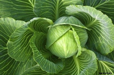 Growing Cabbage: How To Grow Cabbage In Your Garden