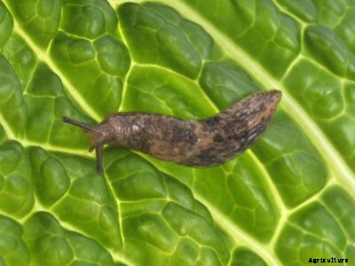 Protecting Cabbages From Slugs – How To Keep Slugs Off Cabbage