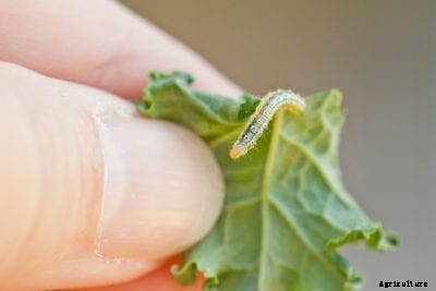 Protecting Your Cabbages From Cabbageworm And Cabbage Moth