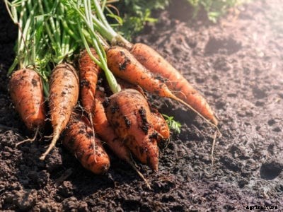 Carrots In The Heat Of Summer – How To Grow Carrots In The South