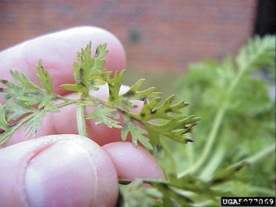 Carrot Leaf Spot Treatment: Learn About Cercospora Leaf Blight In Carrots