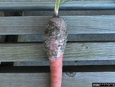 Southern Blight On Carrots: How To Manage Carrots With Southern Blight