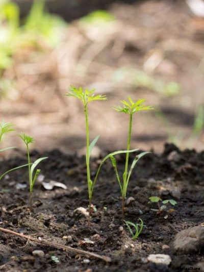 What Causes Carrot Damping Off: Reasons For Carrot Seedlings Failing