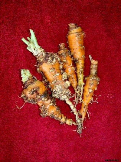 Root Knot Nematode Control : Saving Carrots Affected By Root Knot Nematodes