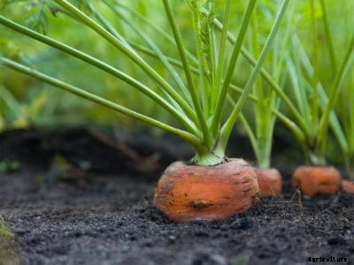 Powdery Mildew Of Carrot Crops: What To Do For Powdery Mildew On Carrots