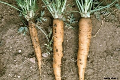 Managing Aster Yellows Of Carrots – Learn About Aster Yellows In Carrot Crops