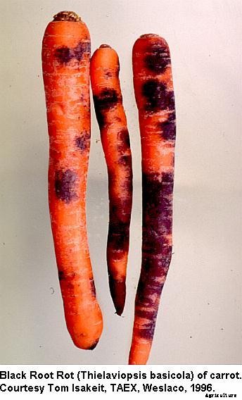 What Is Carrot Black Root Rot: Learn About Black Root Rot Of Carrots