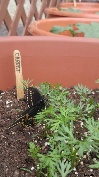 Growing Carrots For Black Swallowtail Butterflies: Do Black Swallowtails Eat Carrots