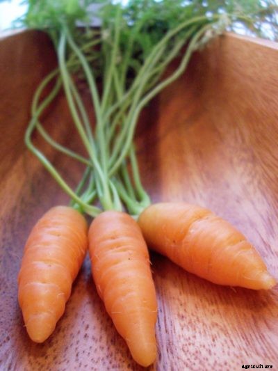 What Are Nantes Carrots: How To Grow Nantes Carrots