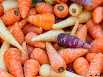 Chantenay Carrot Info: Guide To Growing Chantenay Carrots
