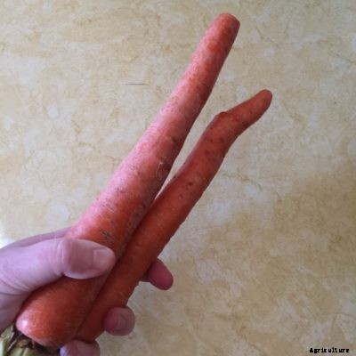 Danvers Carrot Information: How To Grow Danvers Carrots