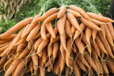 Imperator Carrot Info – How To Grow Imperator Carrots