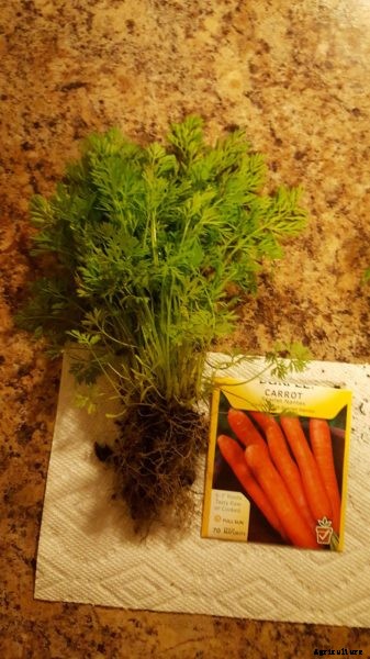 My Carrots Do Not Develop: Troubleshooting Carrot Growing Problems