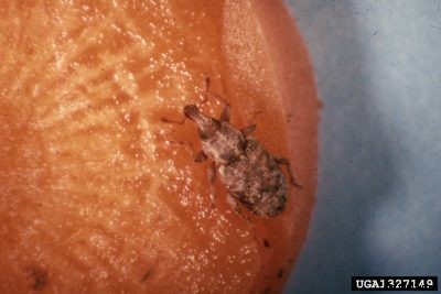 What Are Carrot Weevils: Tips On Carrot Weevil Management In Gardens