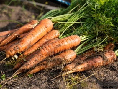 Carrot Disease Management: Learn About Diseases Affecting Carrots