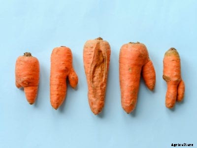 Why Carrots Crack: Tips For Preventing Cracking In Carrots