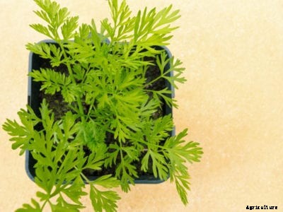 Indoor Carrot Garden: Tips For Growing Carrots Indoors