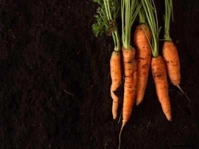 Carrot Soil Profile: How To Fix Your Soil To Grow Healthier Carrots