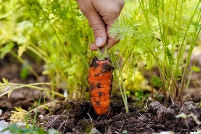 Carrot Harvest Time – How And When To Pick Carrots In The Garden