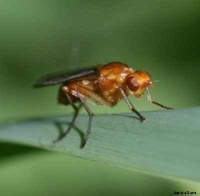 Carrot Rust Fly Control: Tips For Controlling Rust Fly Maggots