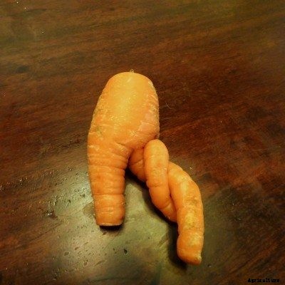 Deformed Carrots: Reasons For Distorted Carrots And How To Fix A Carrot Deformity