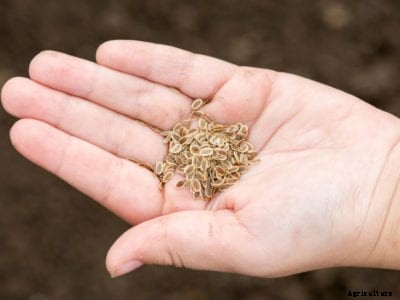 Learn About Saving Carrot Seeds