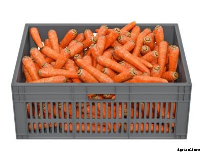 Storing Carrots For Winter – How To Store Carrots In The Ground
