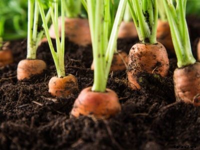 How To Grow Carrots – Growing Carrots In The Garden