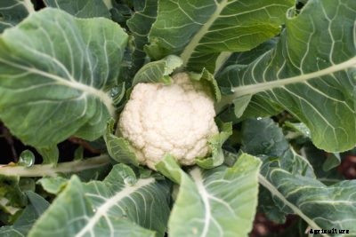 Cauliflower Protection In Gardens – Cauliflower Pest Protection And More