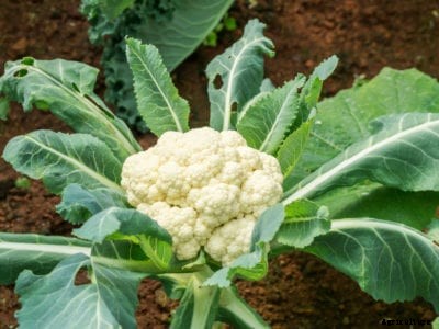 Problems Growing Cauliflower – Learn About Diseases Of Cauliflower