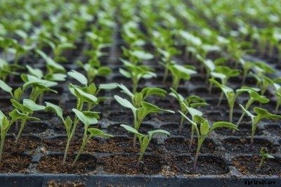 Cauliflower Seed Germination: Tips On Planting Cauliflower Seeds