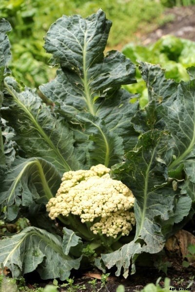 Wilting Cauliflower: Reasons For Cauliflower Plants Wilting