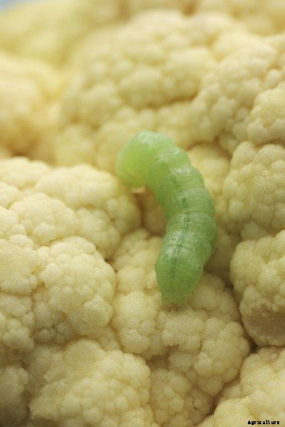Identifying Cauliflower Bugs: Tips On Controlling Cauliflower Insects