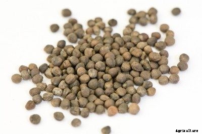 Harvesting Cauliflower Seeds: Where Do Cauliflower Seeds Come From