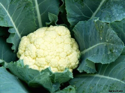 Cauliflower Care In Pots: Can You Grow Cauliflower In A Container