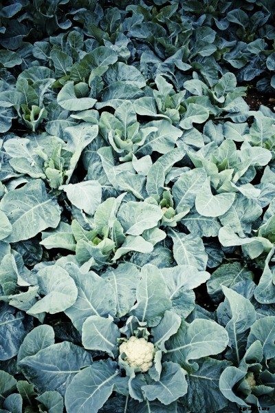 Cauliflower Head Development: Information About Headless Cauliflower