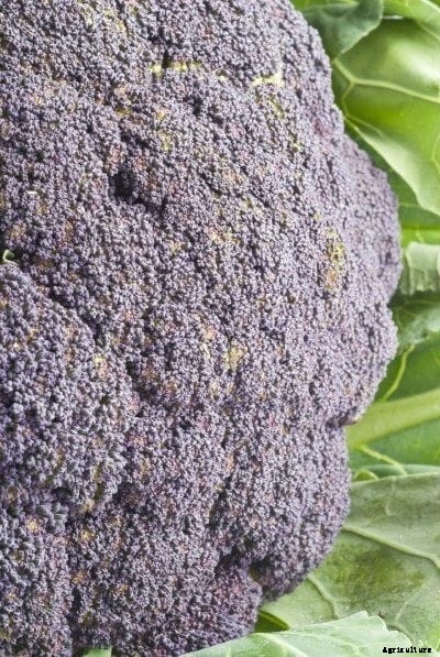 My Cauliflower Turned Purple: Reasons For Purple Tint On Cauliflower