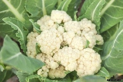 Cauliflower Curd Problems – Reasons For Loose Heads On Cauliflower