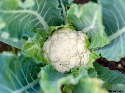 What Is Blanching: Learn When And How To Blanch Cauliflower