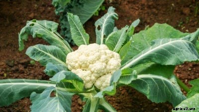 Growing Cauliflower – How To Plant Cauliflower In The Garden